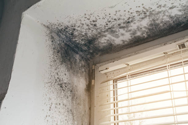 Affordable Mold Remediation solutions in Woodcliff Lake, NJ
